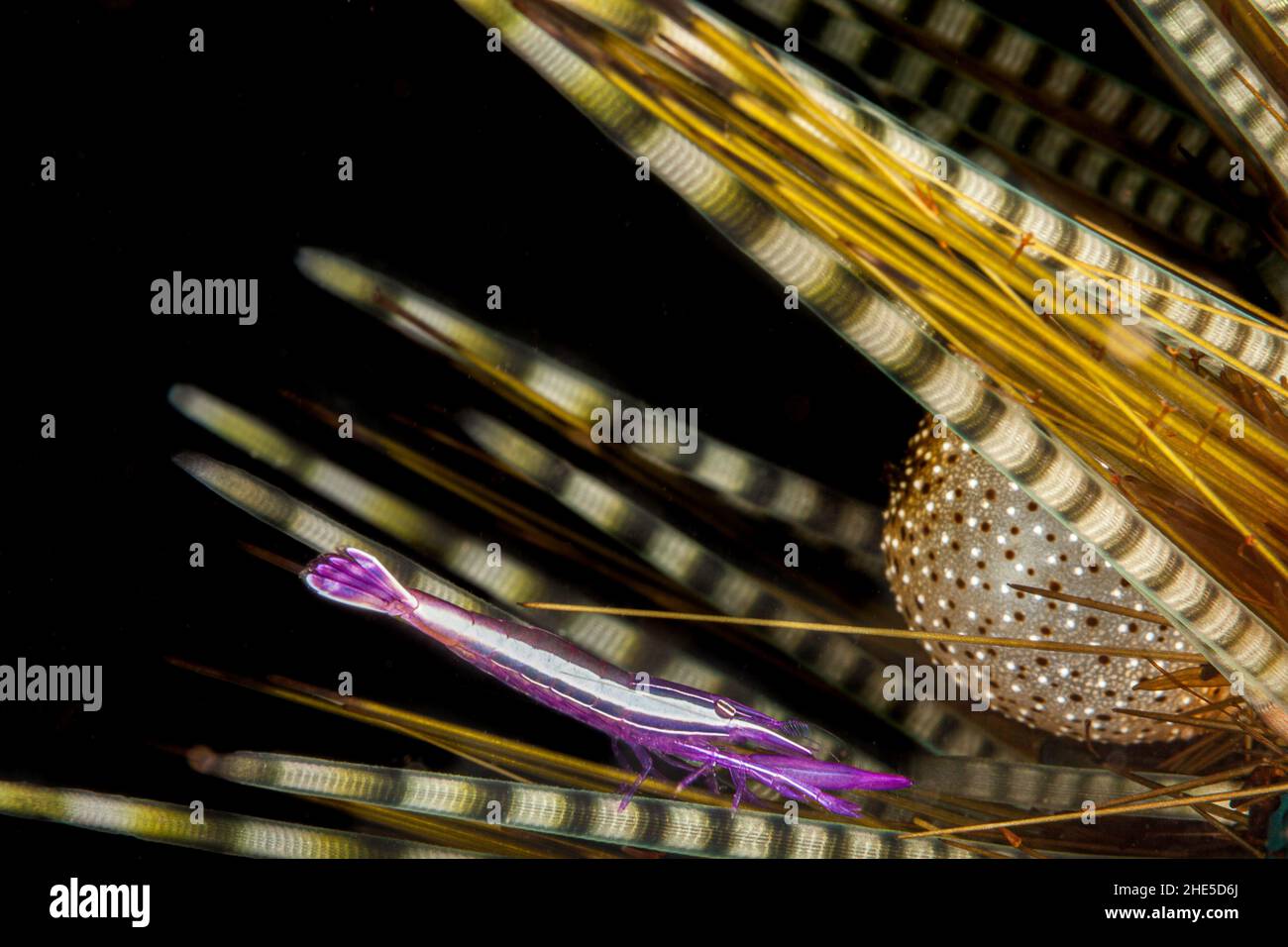A tiny white-strip urchin shrimp, Stegopontonia commensalis, clings to the spines of a juvinile banded urchin, Echinothrix calamaris, Maui, Hawaii. Stock Photo