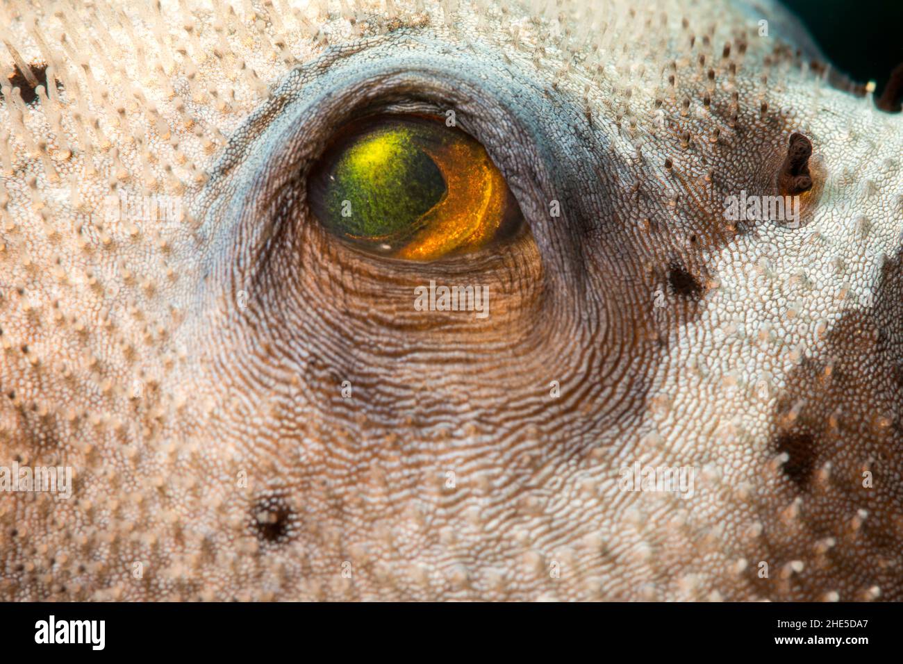 A close look at the eye of a blackspotted puffer or dog-faced puffer, Arothron nigropunctatus, Yap, Federated States of Micronesia. Stock Photo