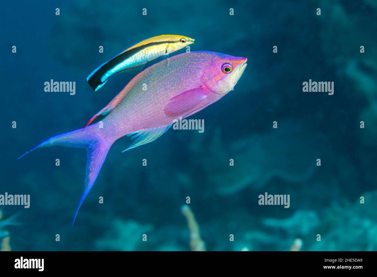 This is the terminal male stage of the purple queen anthias, Pseudanthias pascalus, which are sometimes referred to as Amethyst anthias, Yap, Federate Stock Photo