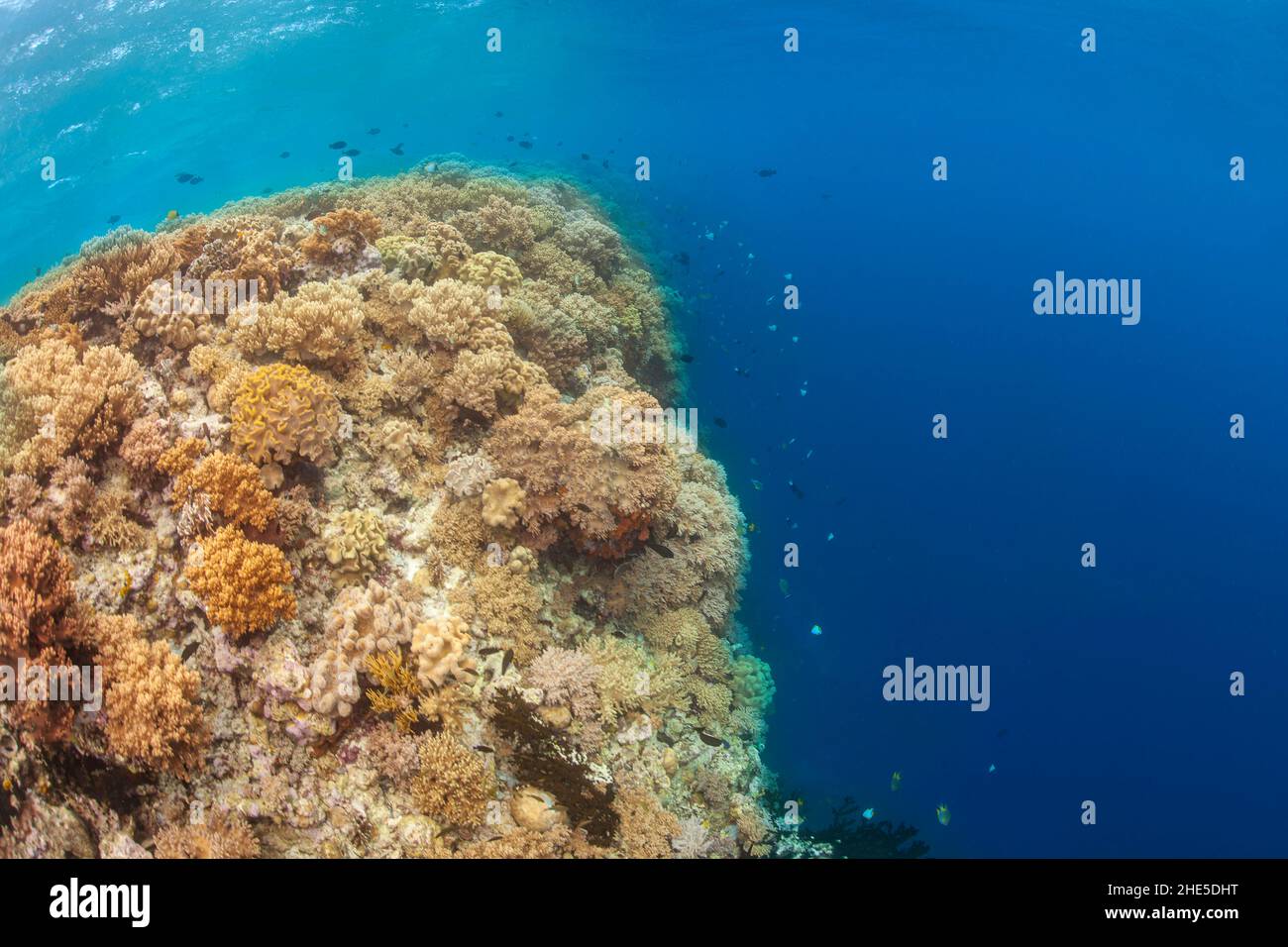 Both soft and hard coral line the top of the reef at the edge of a wall Indonesia, Pacific Ocean. Stock Photo