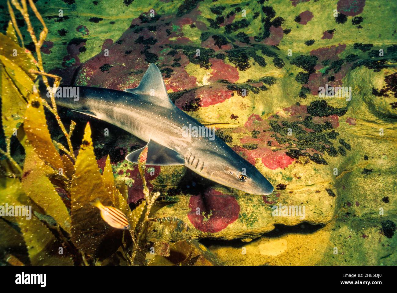 At about four feet long this gummy shark, Mustelus antarcticus, is not excessively frightening. South Australia Stock Photo