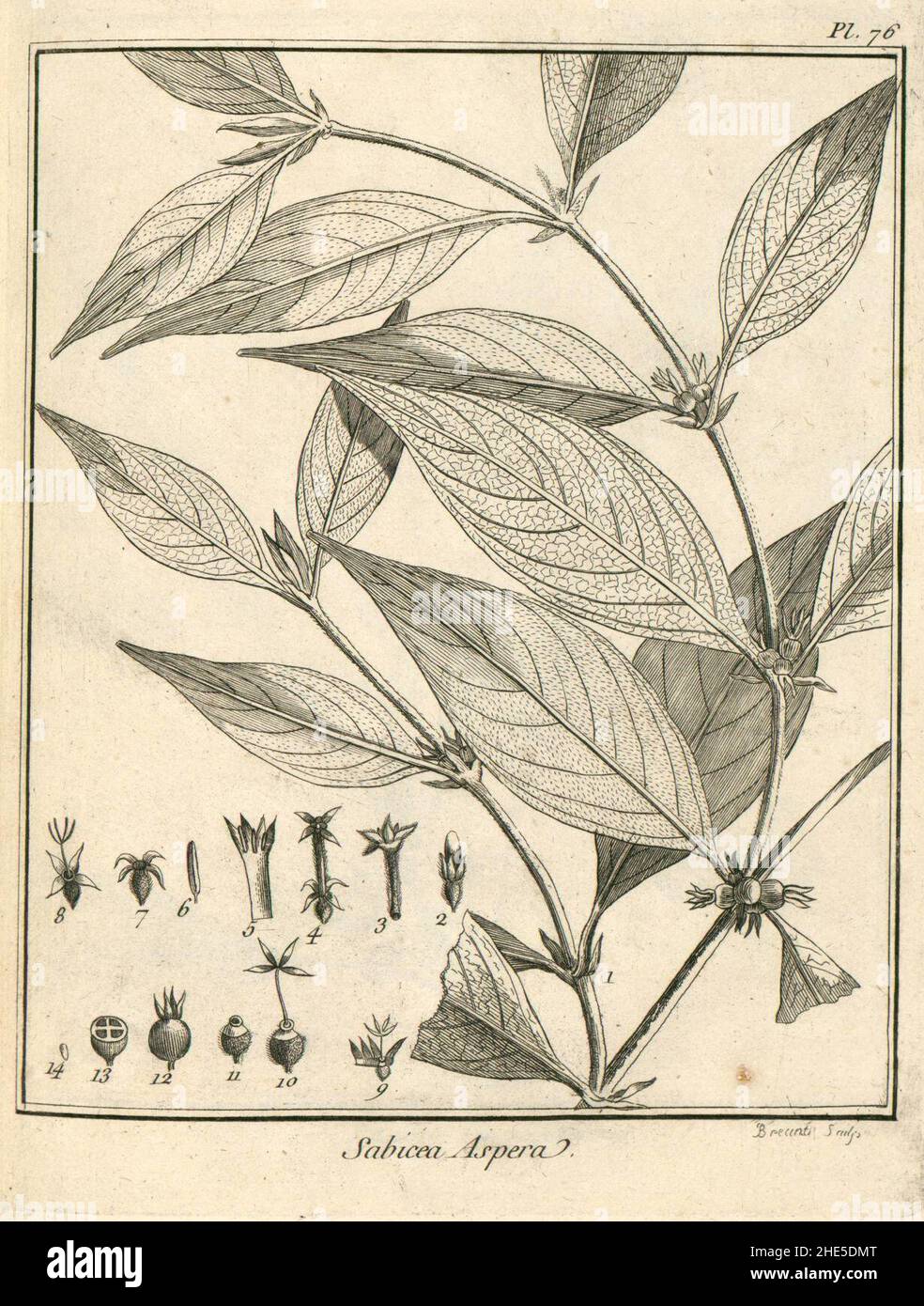 Sabicea aspera Aublet 1775 pl 76. Stock Photo