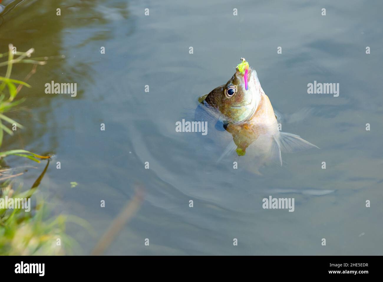 Bream fish caught on hook and fishing line Stock Photo Alamy