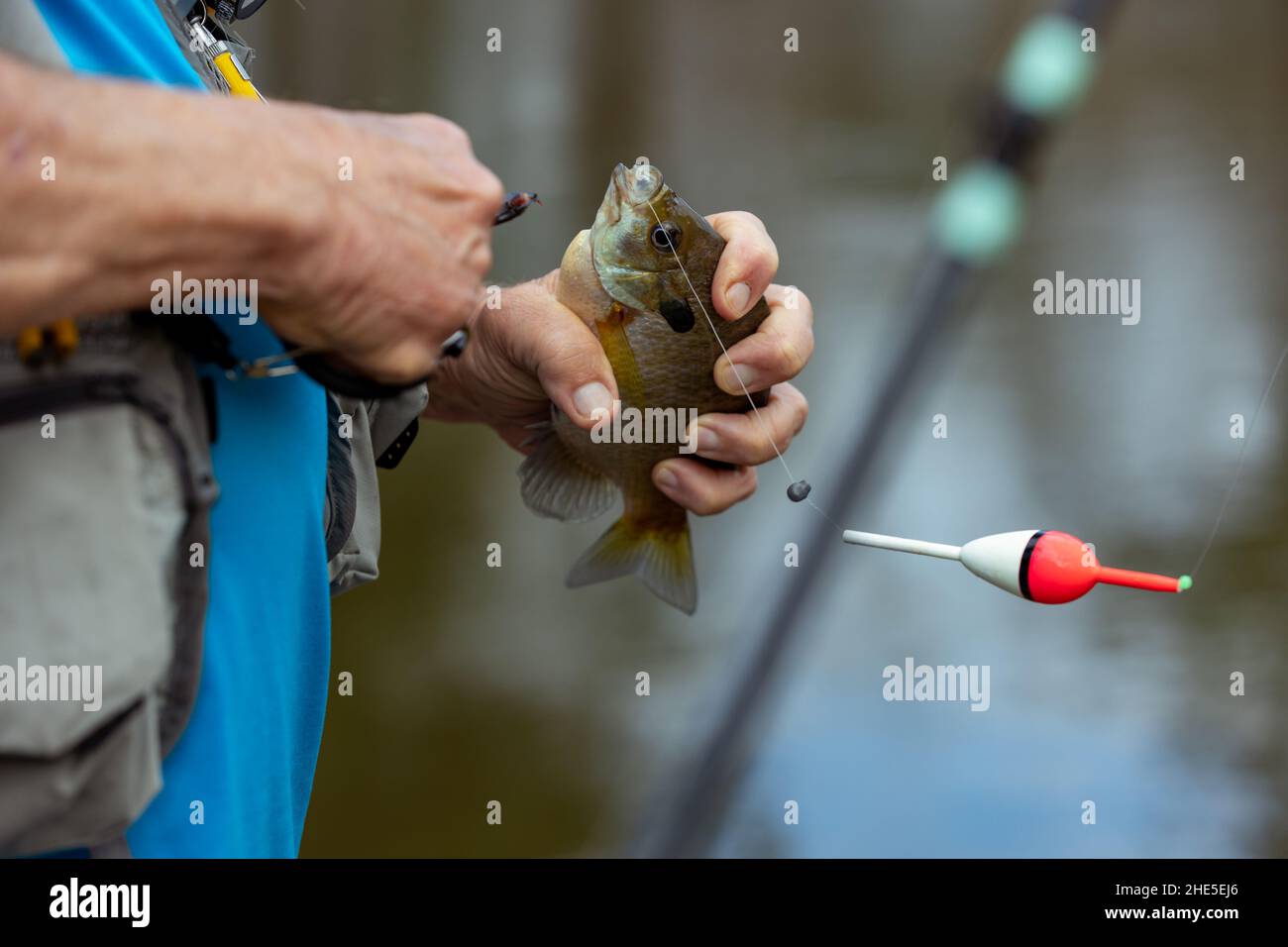 Fisherman removing hook from bluegill fish Stock Photo Alamy