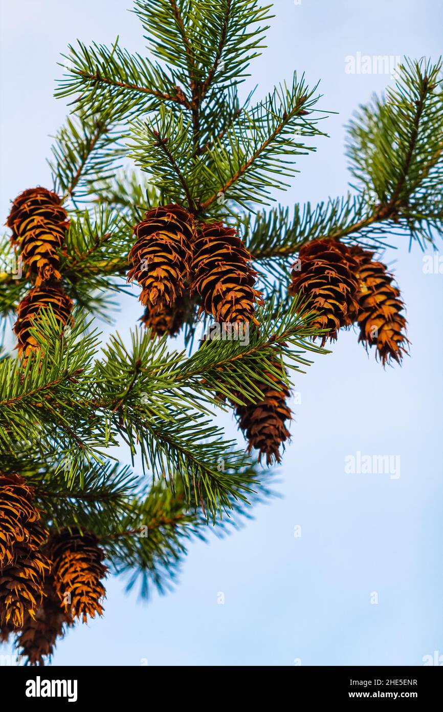Pine Cone And Branches. Douglas fir tree with cones on the blue sky in the background. Travel photo, close up, nobody, copy space for text, selective Stock Photo