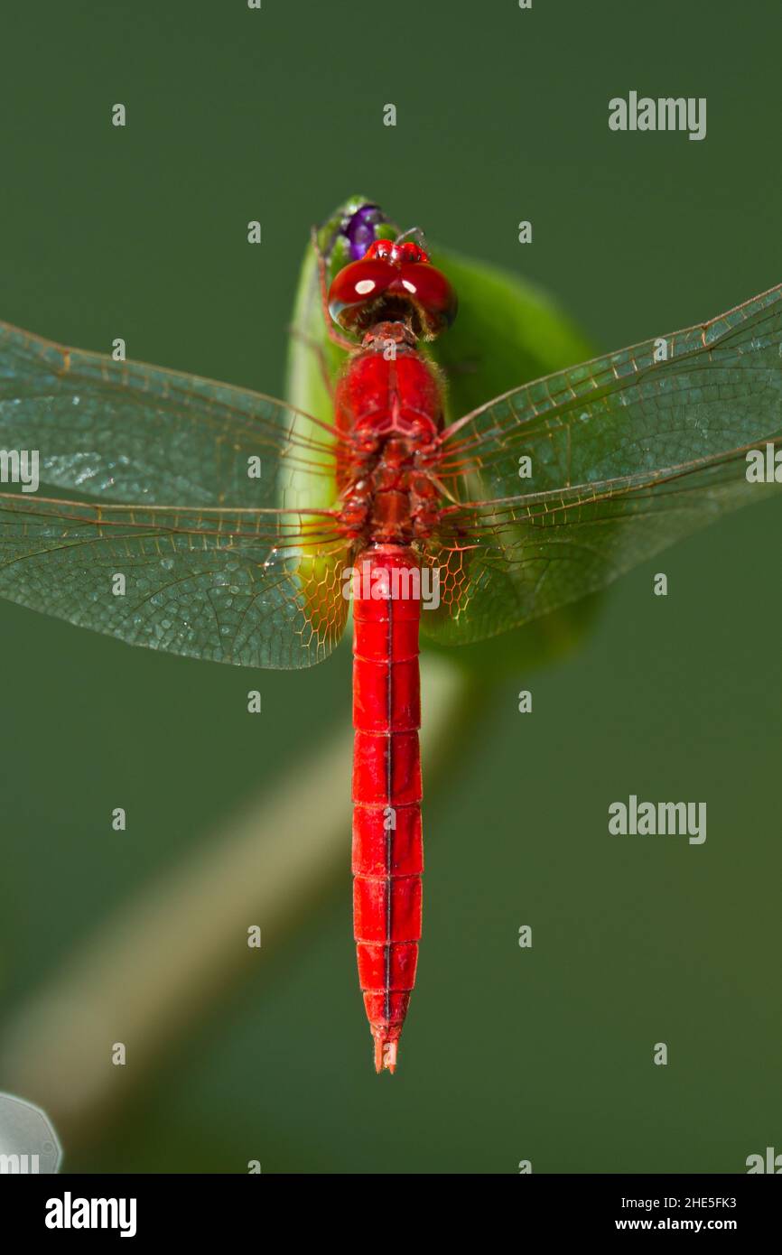 Dragonfly eating damselfly hi-res stock photography and images - Alamy