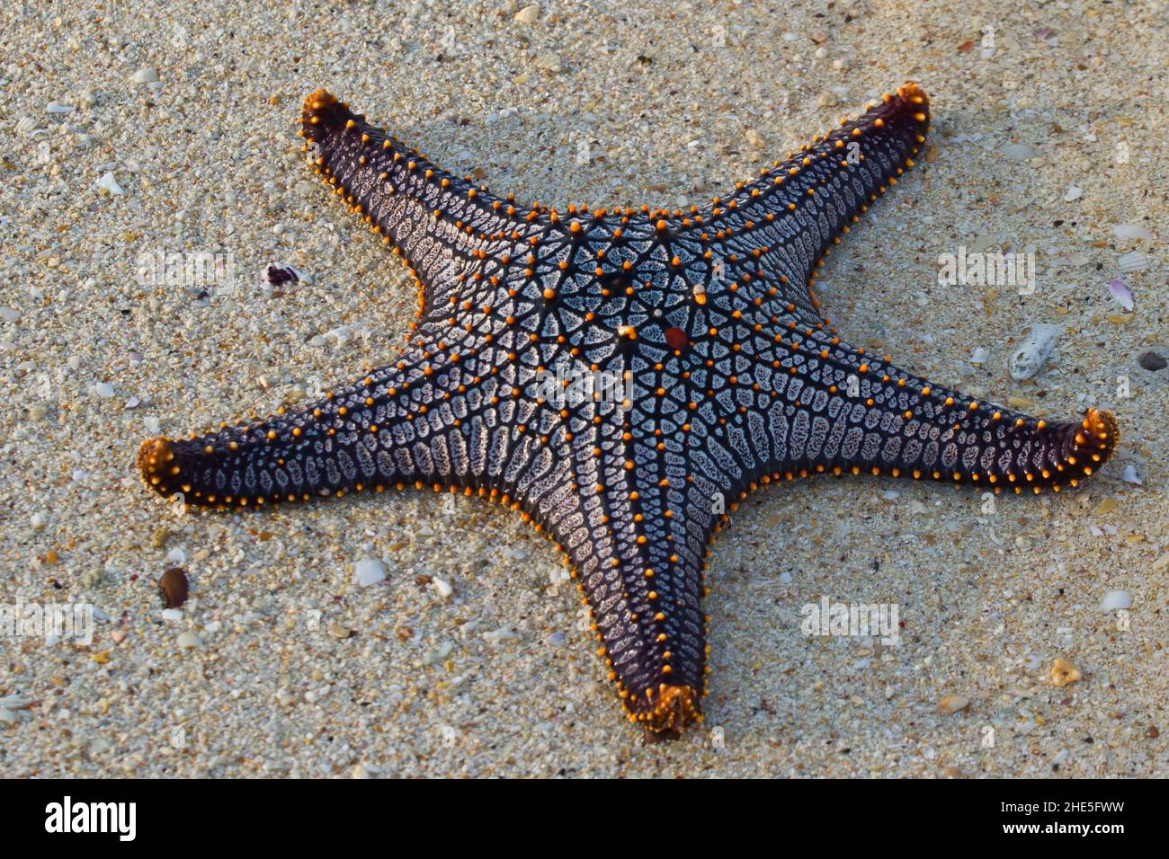 Very beautiful starfish at the beach in Thailand Stock Photo - Alamy