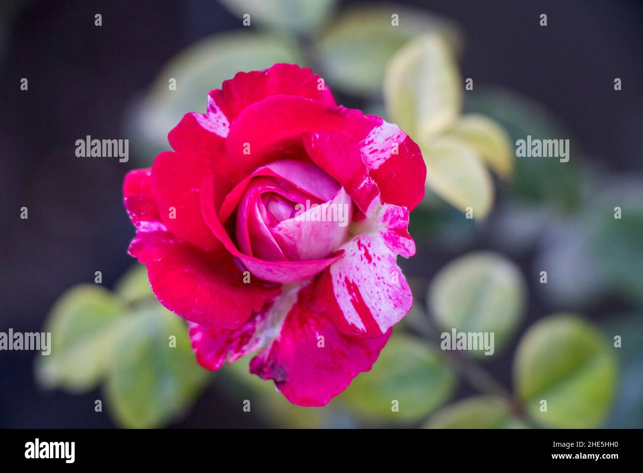 image of abrade dabra rose flower Stock Photo