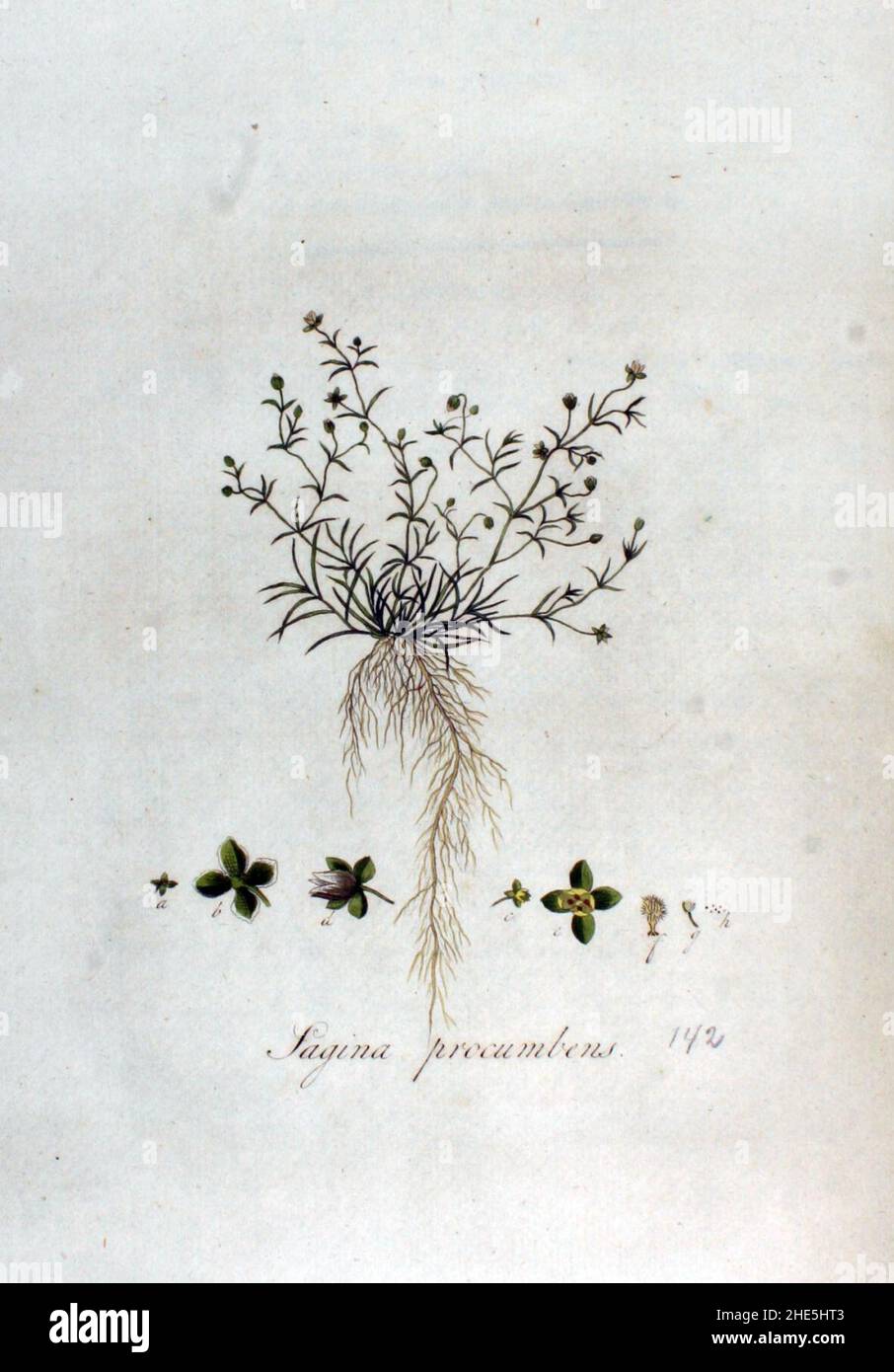 Sagina procumbens — Flora Batava — Volume v2. Stock Photo