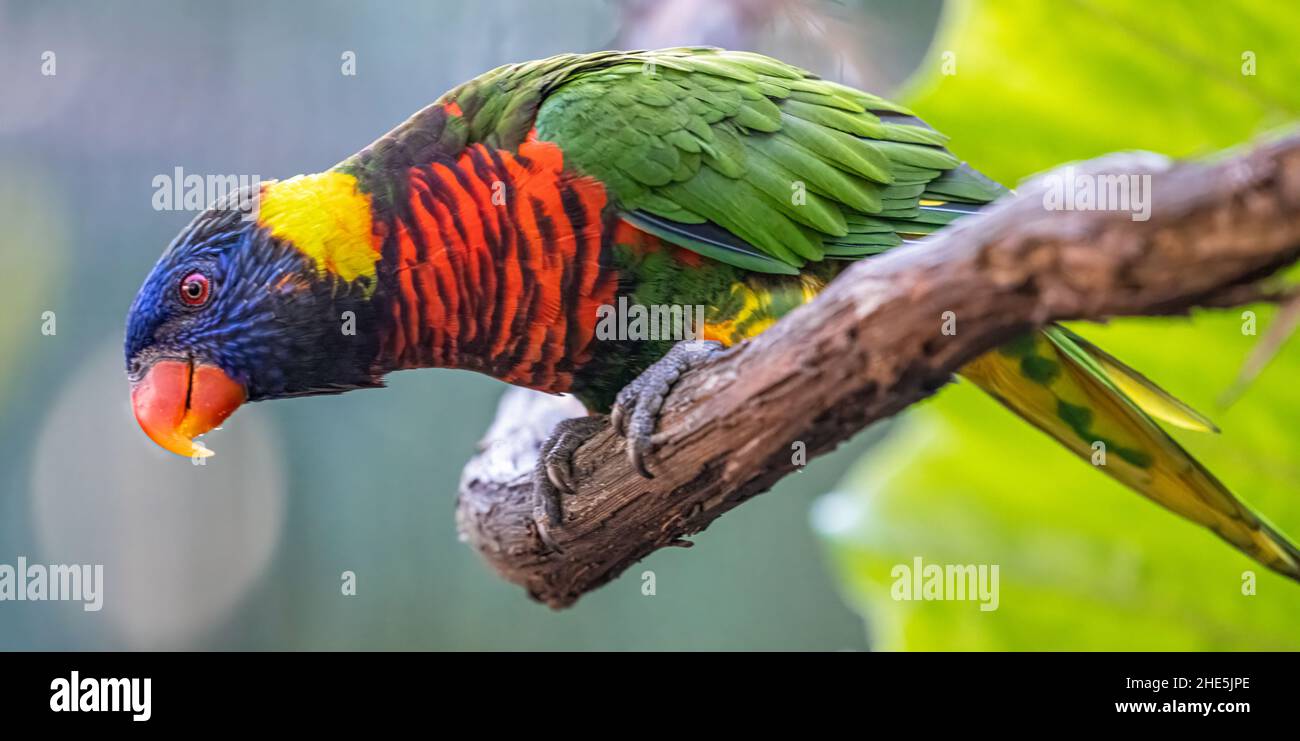 A Coconut Lorikeet (Trichoglossus haematodus), sometimes classified as a Rainbow Lorikeet (Trichoglossus moluccanus), at the Jacksonville Zoo. (USA) Stock Photo