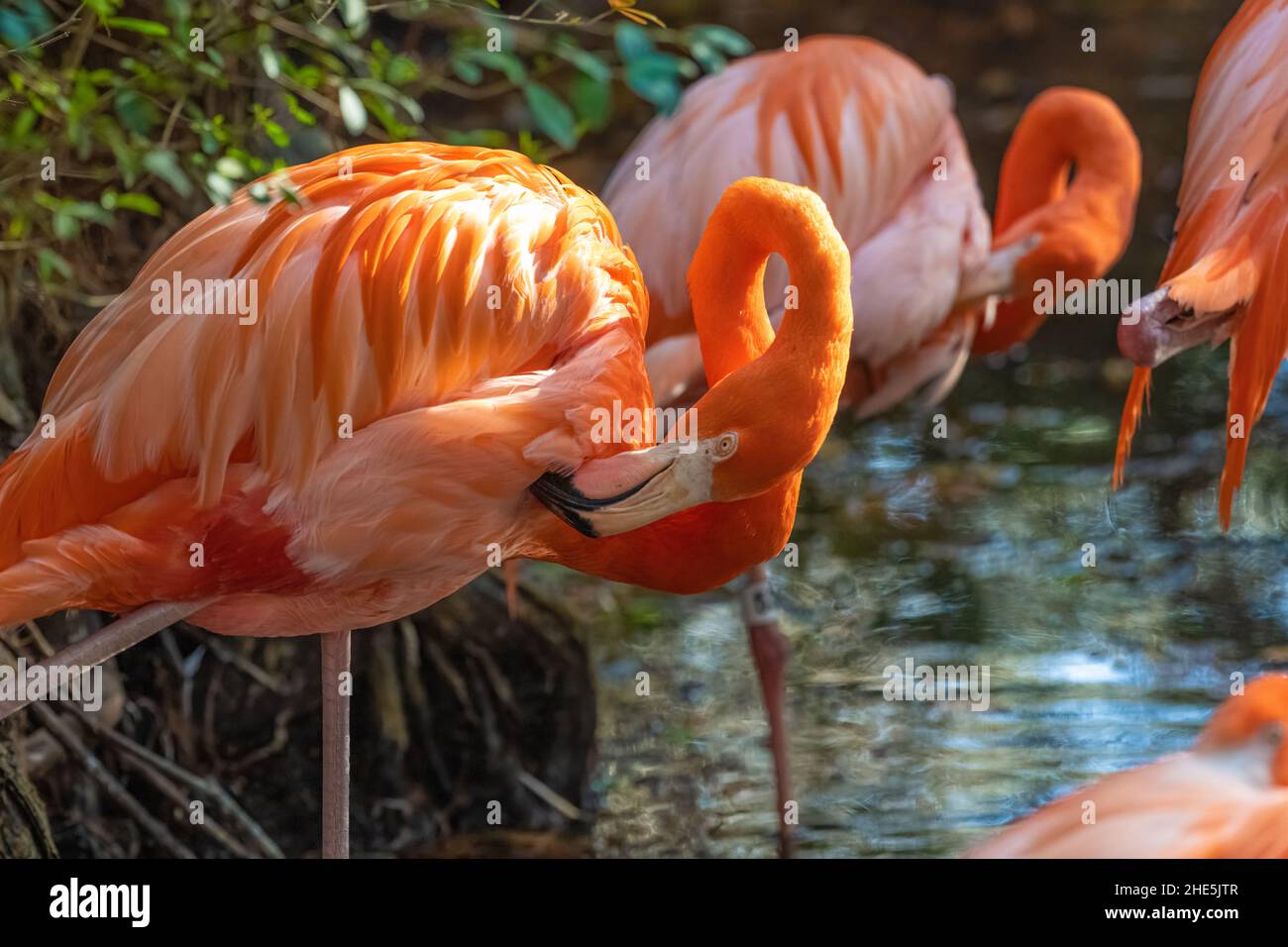 Preening Caribbean Flamingos (Phoenicopterus ruber ruber) at the Jacksonville Zoo and Gardens in Jacksonville, Florida. (USA) Stock Photo