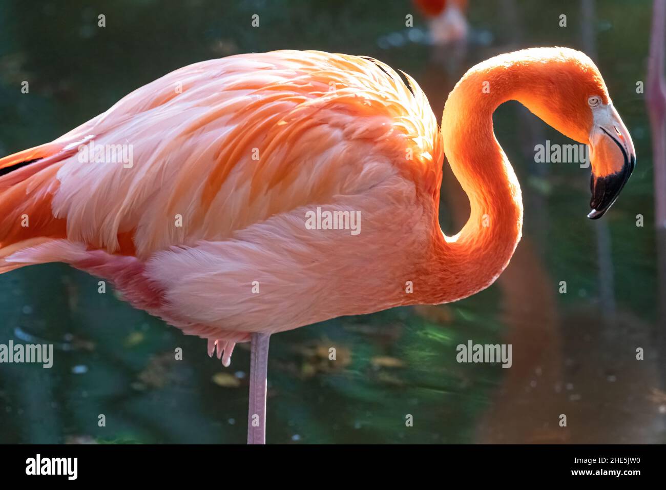 Beautiful Caribbean Flamingo (Phoenicopterus ruber ruber) at the Jacksonville Zoo and Gardens in Jacksonville, Florida. (USA) Stock Photo