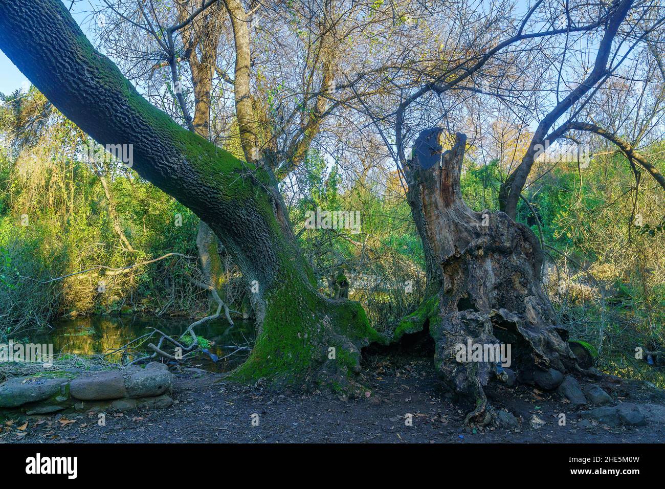 View of a large, old narrow-leafed ash tree, called Pooh Bear Tree, in Tel Dan Nature Reserve, Northern Israel Stock Photo