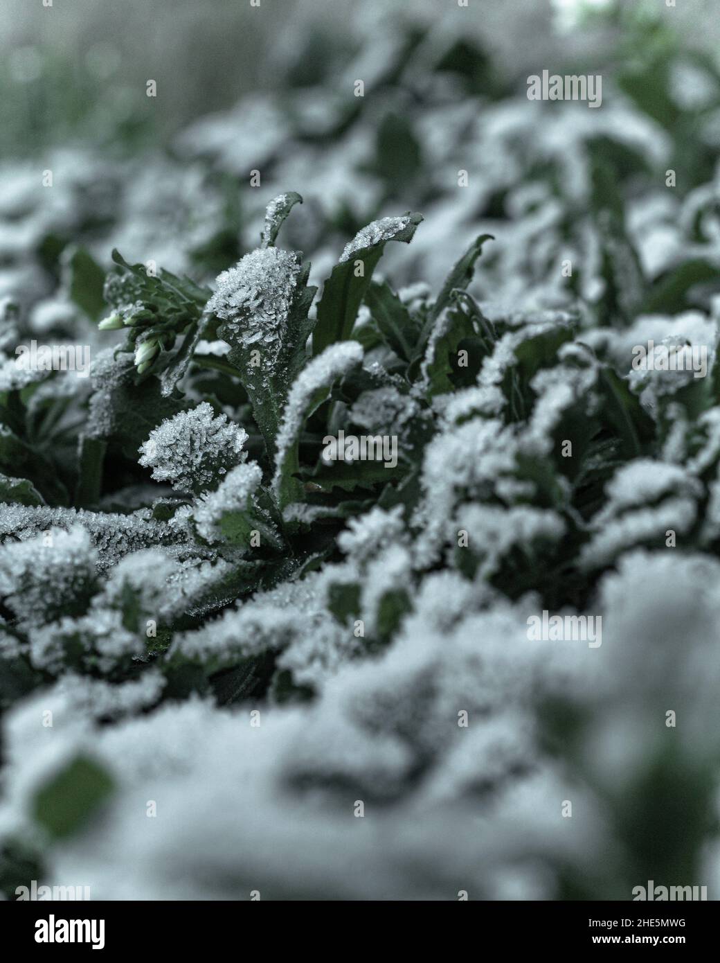 Plants covered with frost hi-res stock photography and images - Alamy