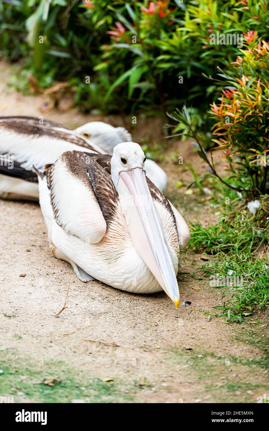 White Pelican - Pelecanus Onocrotalus On Ragunan Zoo. Jakarta ...