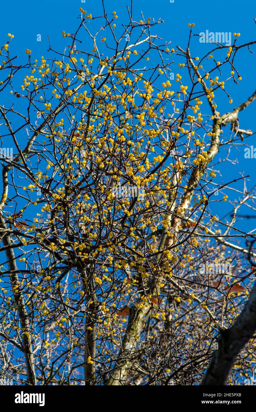 European loranthus (Loranthus europaeus) yellow berries. Yellow-berried mistletoe in the winter. Stock Photo