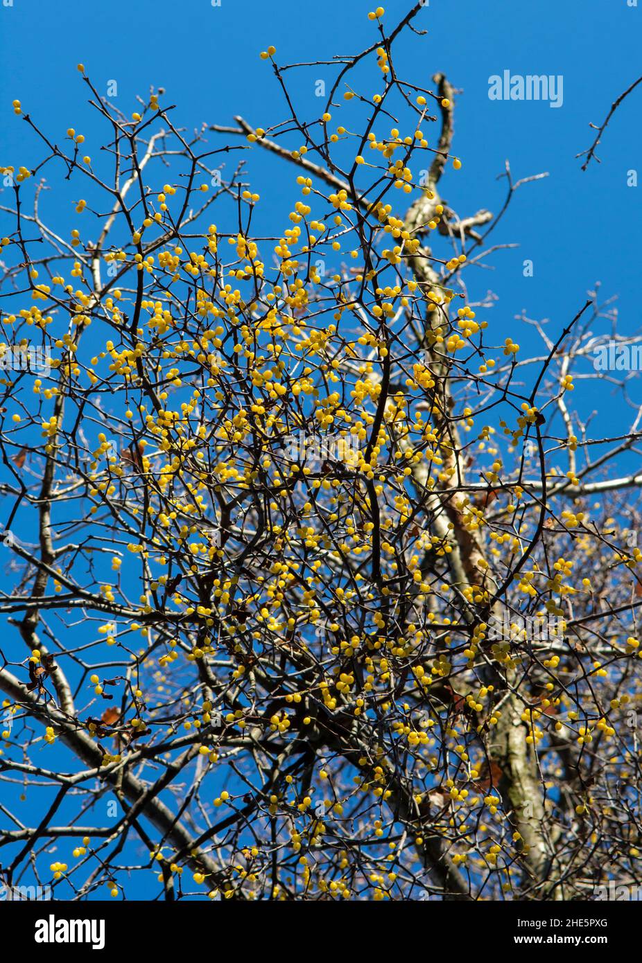 European loranthus (Loranthus europaeus) yellow berries. Yellow-berried mistletoe in the winter. Stock Photo