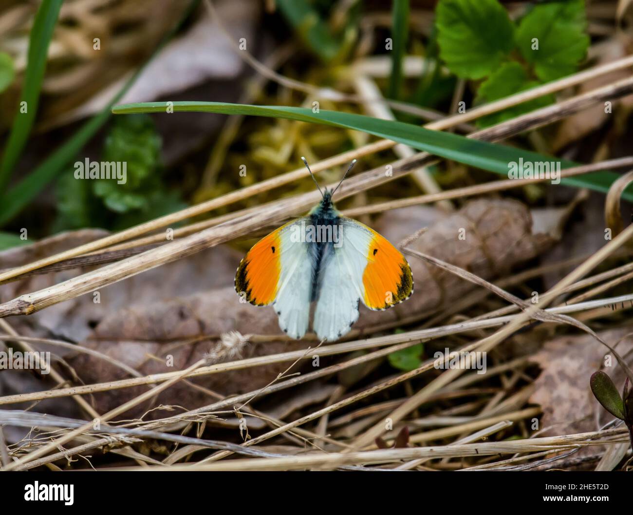 Orange-tip White (Anthocharis cardamines, male) butterfly. May, Finnish Gulf, Baltic Sea Stock Photo