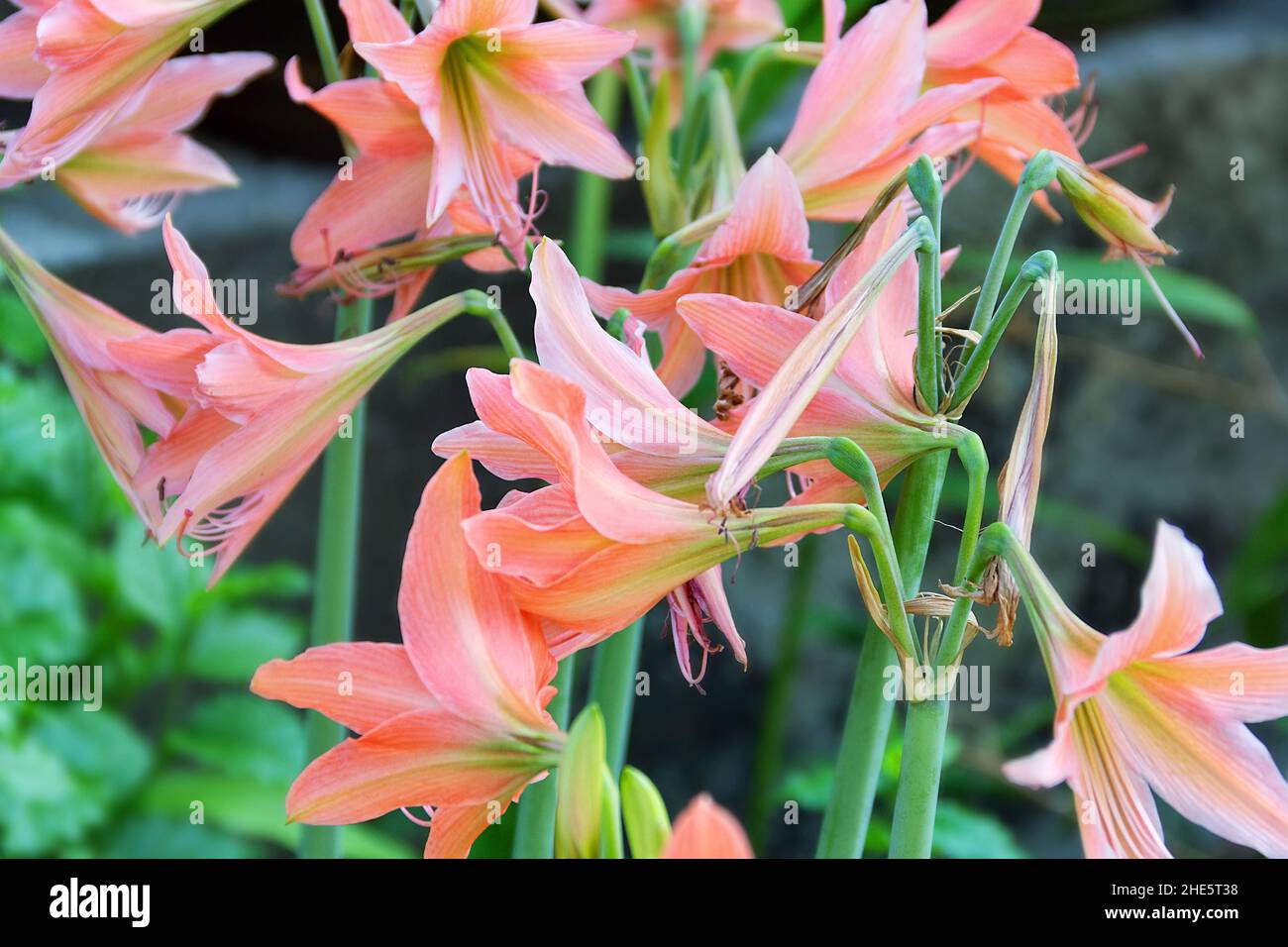 Winter lilies on sale