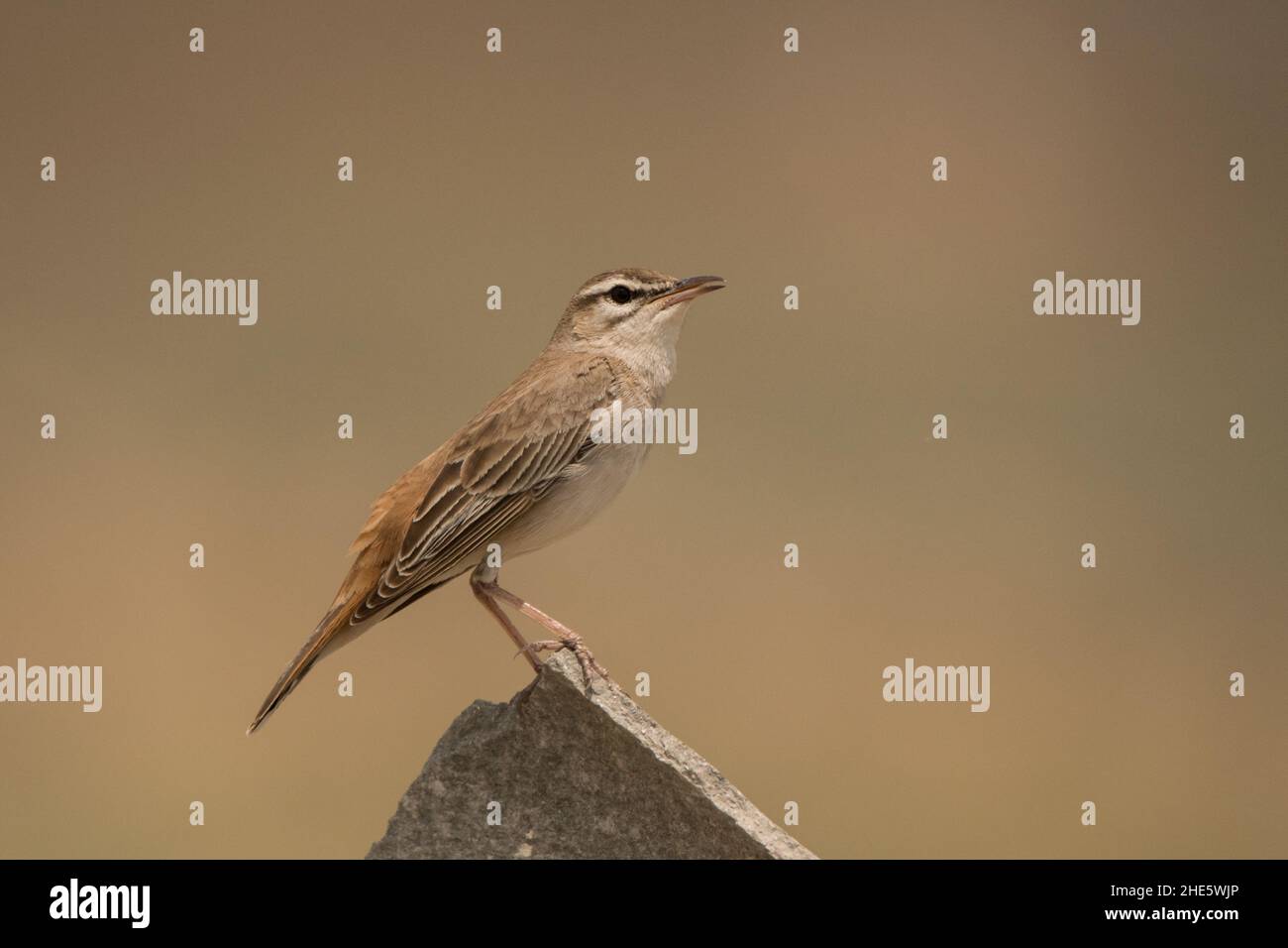 Stunning bird photo. Rufous-tailed scrub robin / Cercotrichas galactotes Stock Photo