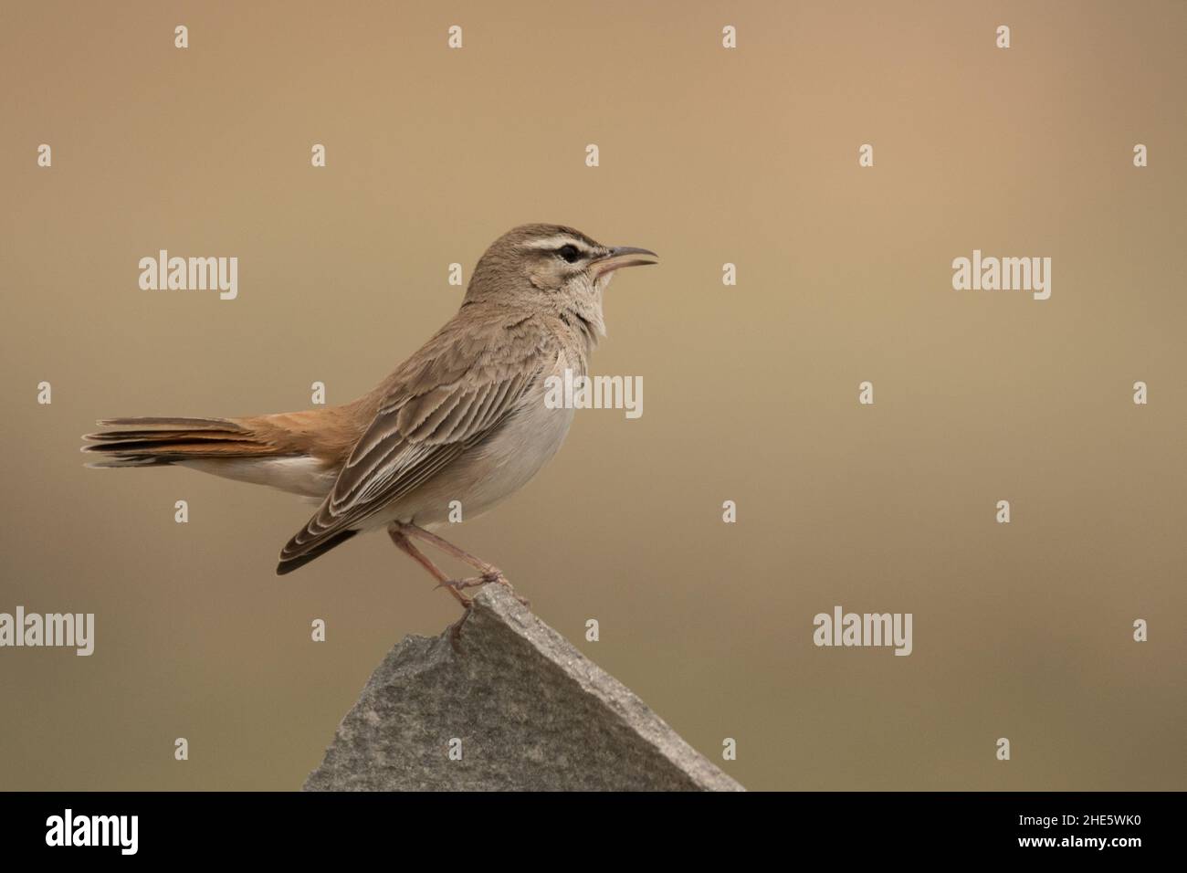 Stunning bird photo. Rufous-tailed scrub robin / Cercotrichas galactotes Stock Photo
