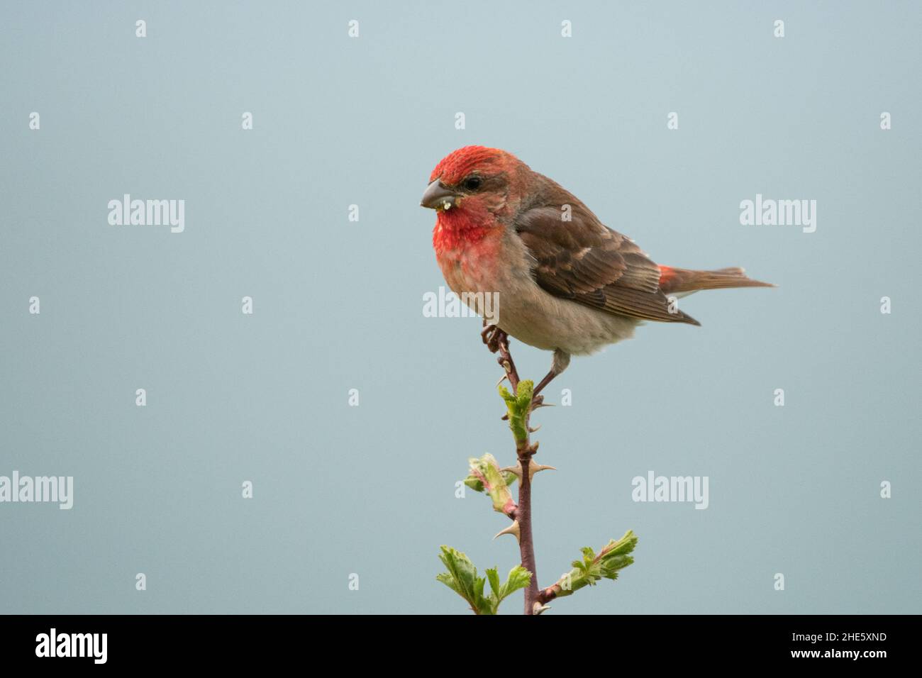 Stunning bird photo. Common rosefinch / Carpodacus erythrinus Stock Photo