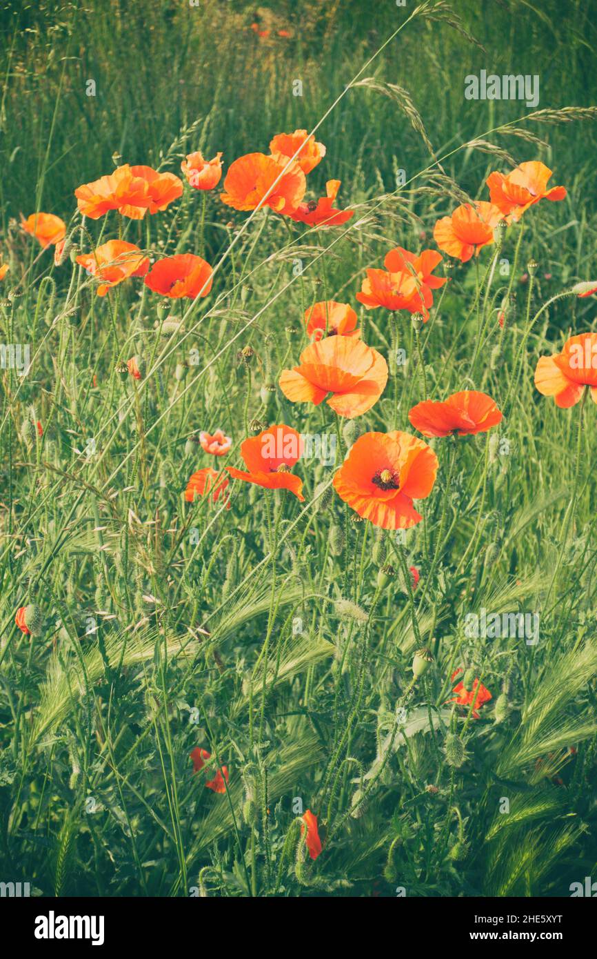 field of poppies Stock Photo