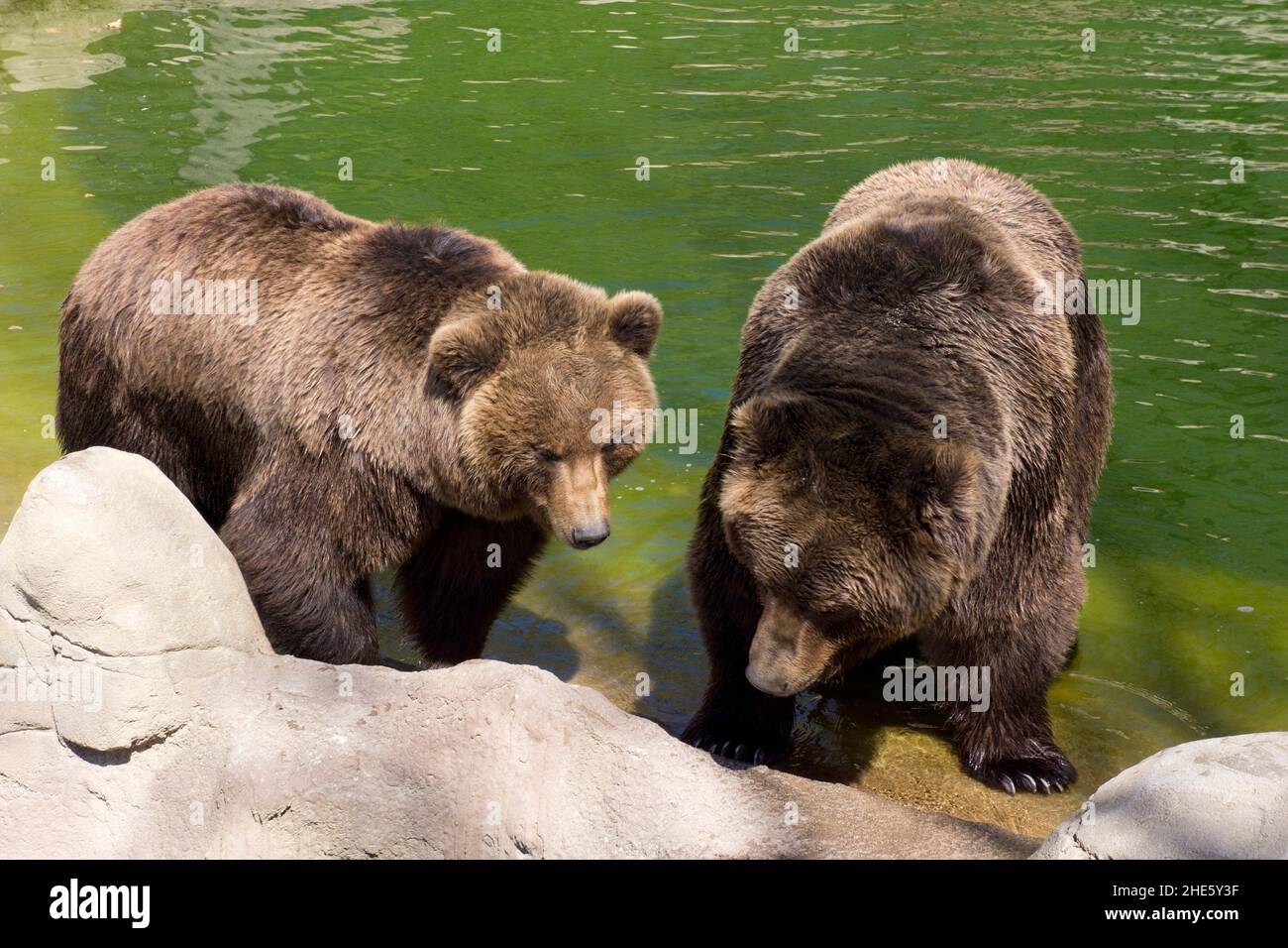 Kamchatka brown bears in captivity Stock Photo