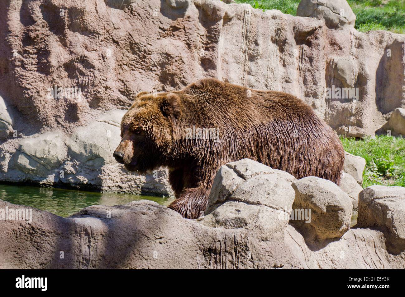 Kamchatka brown bear in captivity Stock Photo