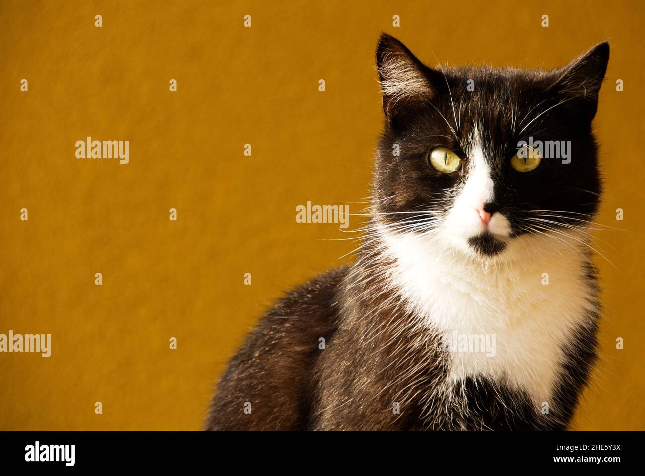 domestic bicolor cat Stock Photo