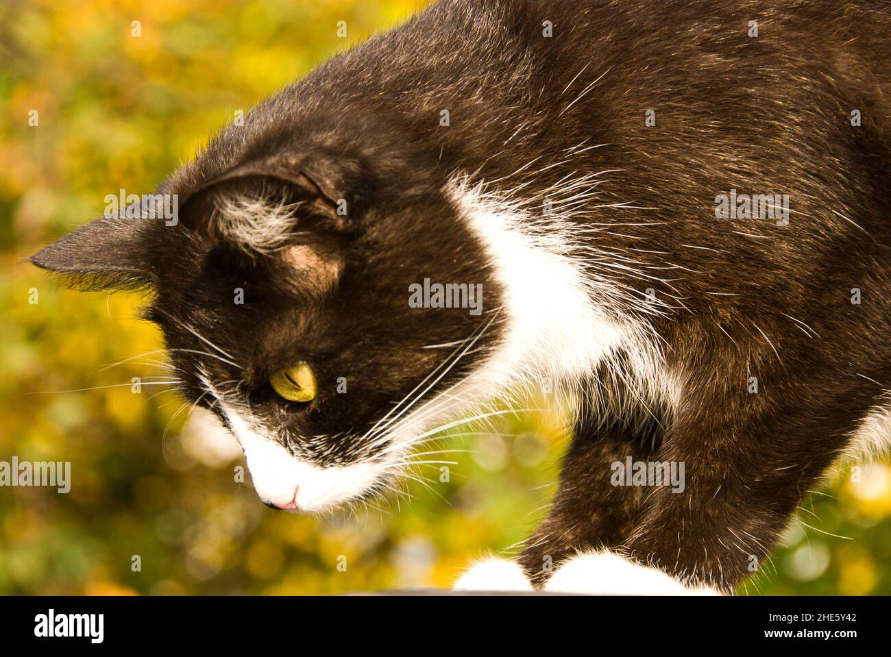 domestic bicolor cat Stock Photo