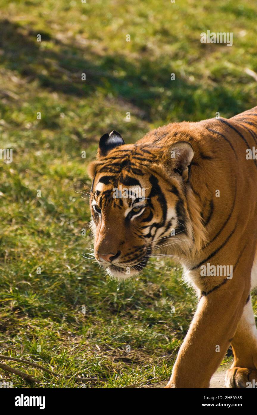 Sumatran tiger Stock Photo