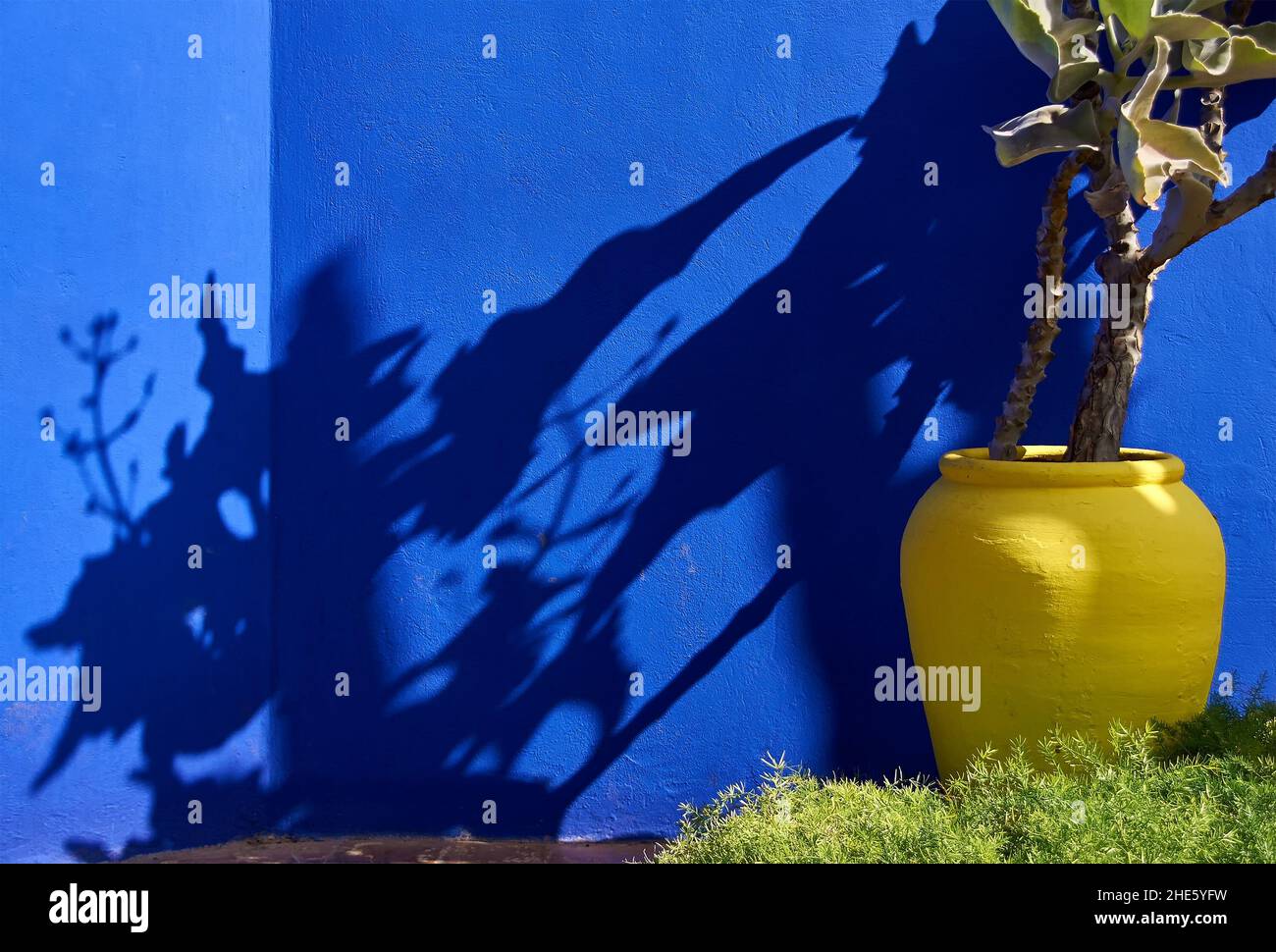 Yellow flowerpot on the background of blue wall in the garden  Marrakesh, Morocco Stock Photo
