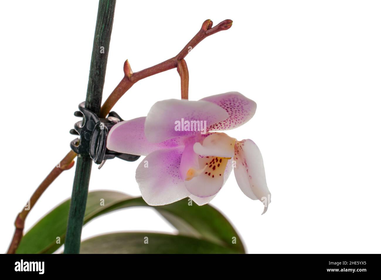 One flower of Schillerian orchid, close-up, isolated on white Stock ...