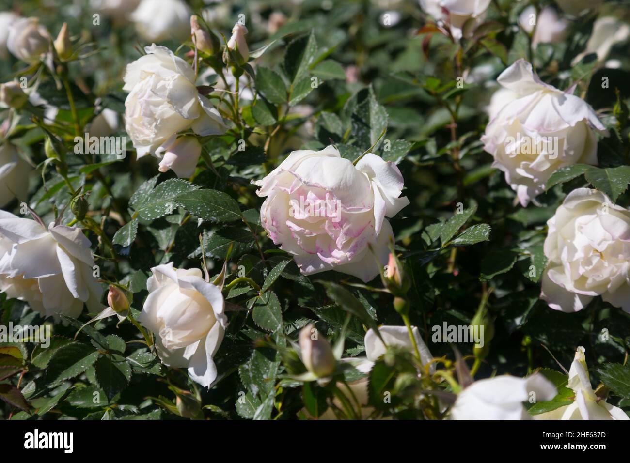 white rose bush Stock Photo Alamy