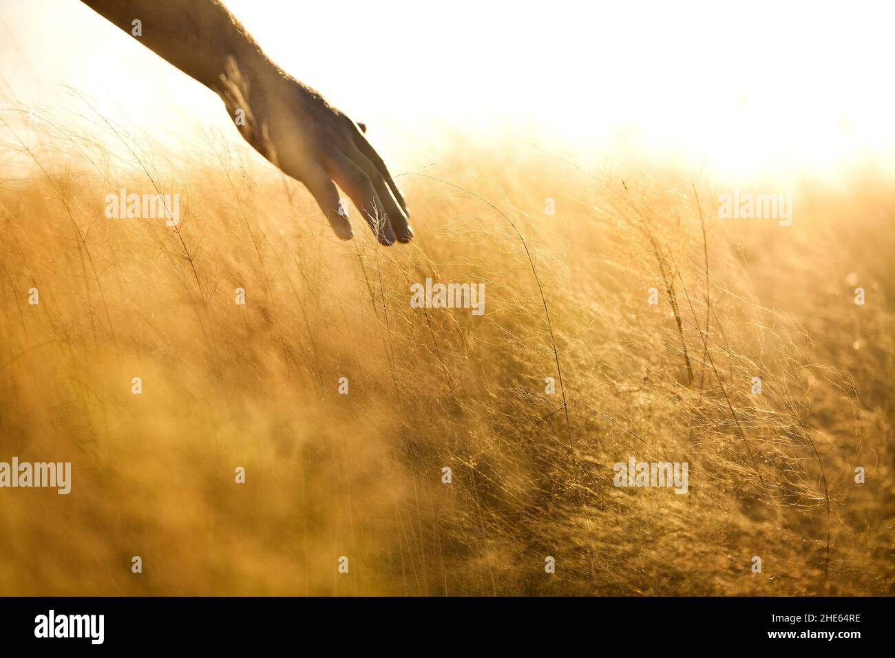 Hand over golden wheat field hi-res stock photography and images - Alamy
