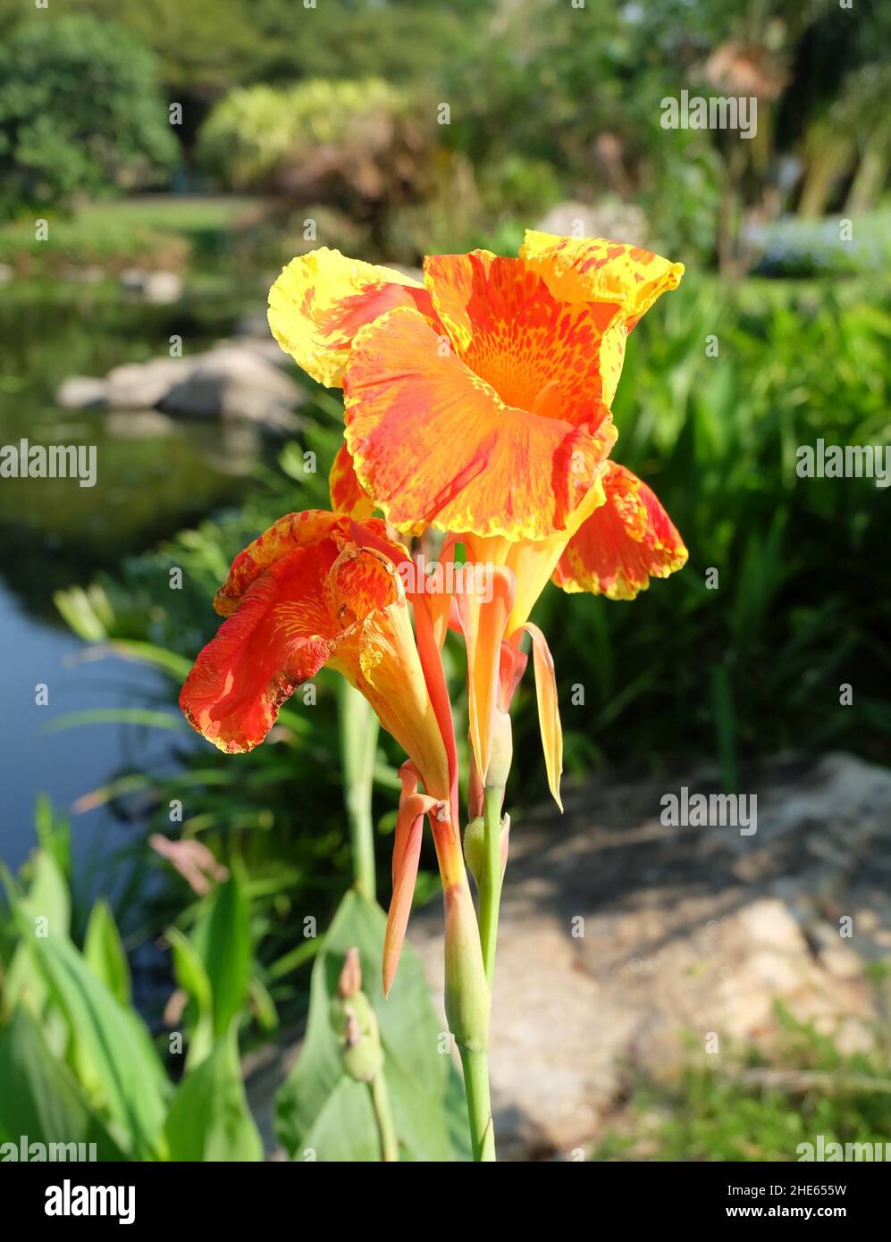 Flower and Plant, Fresh Orange Canna Lily Flowers Decoration in A Green Garden. Stock Photo