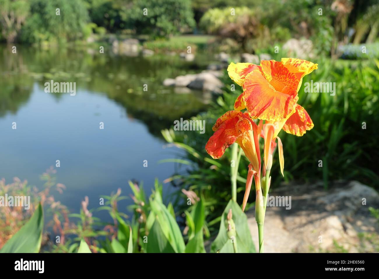Flower and Plant, Fresh Orange Canna Lily Flowers Decoration in A Green Garden. Stock Photo