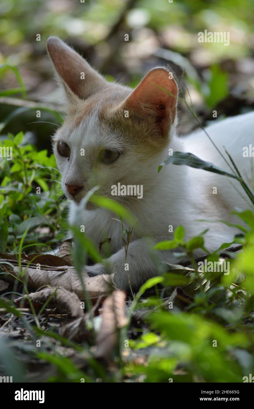 Small cat laying on the grass Stock Photo