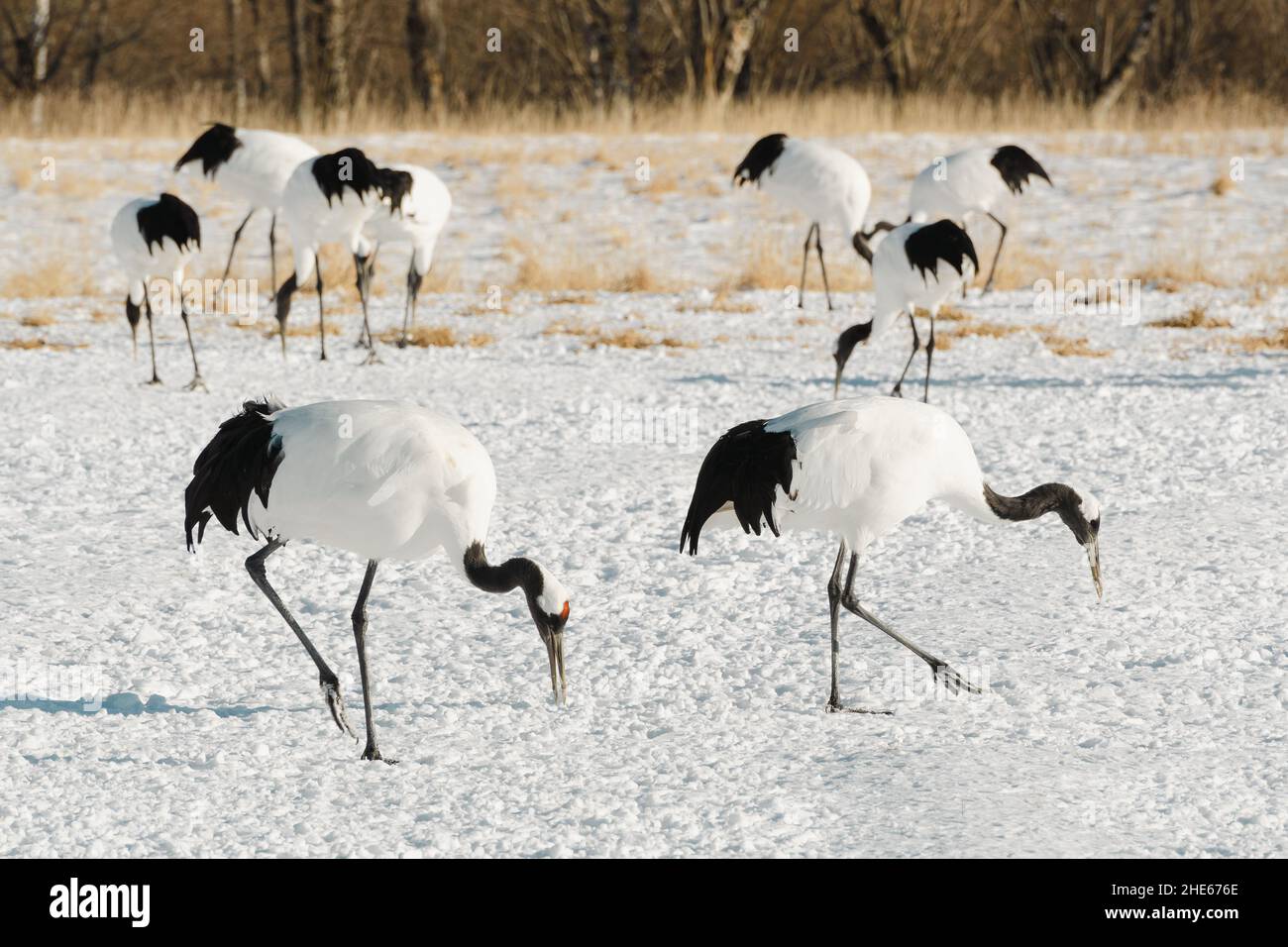 Red-crowned crane birds (Tanchou) at a breeding site in Hokkaido, Japan. Stock Photo