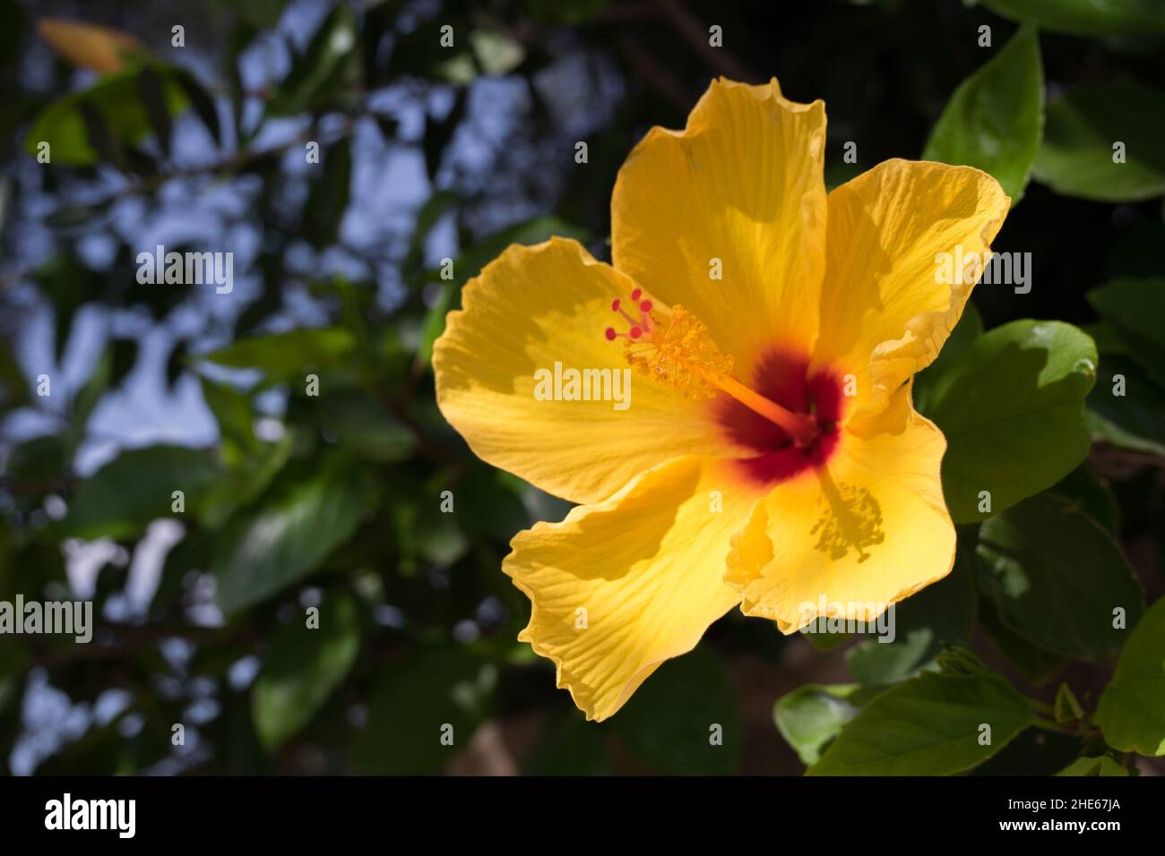 Closeup of a bright yellow petal flower hibiscus syriacus Stock Photo