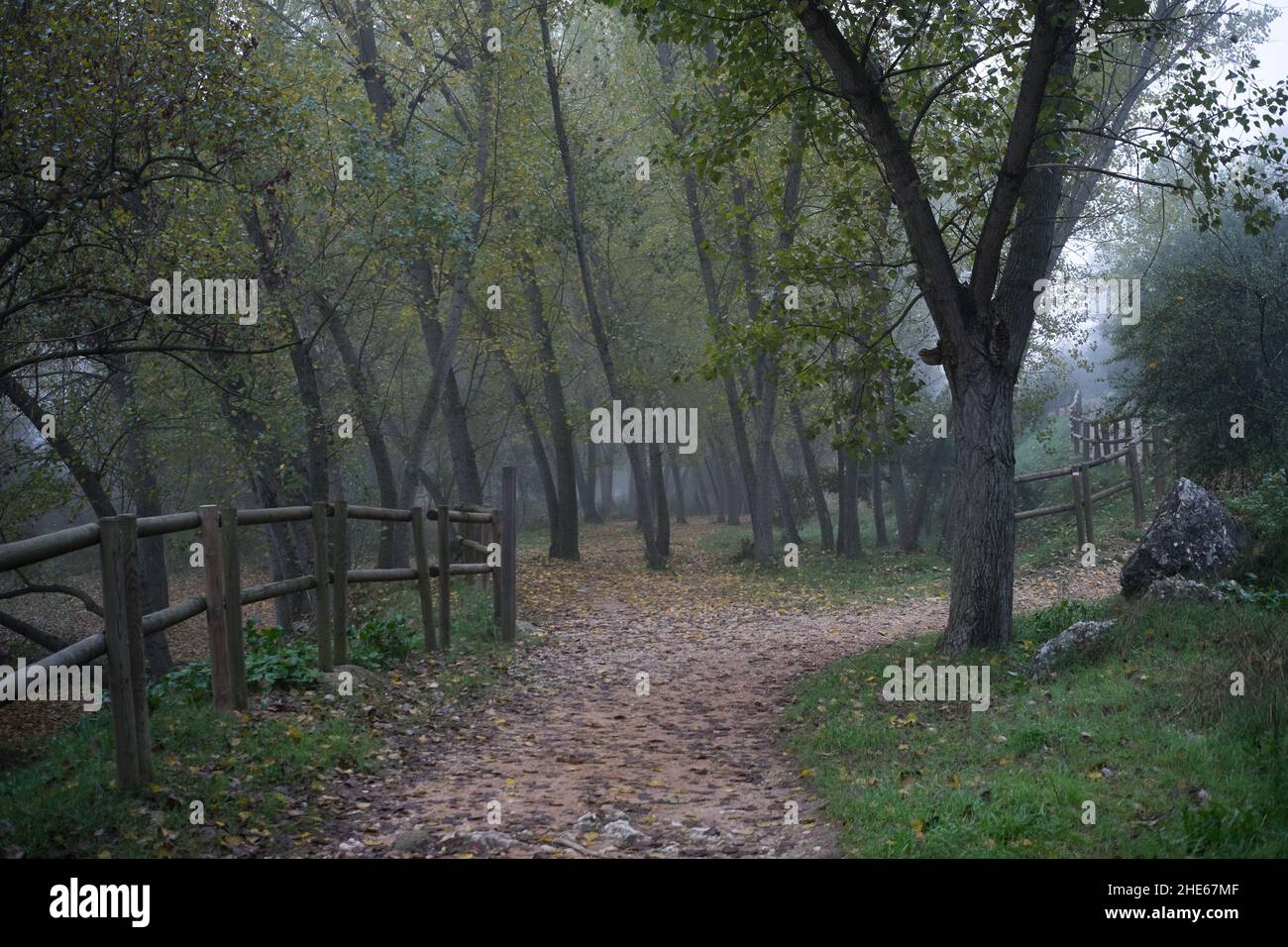Misty woods with dirt track and wooden fence Stock Photo