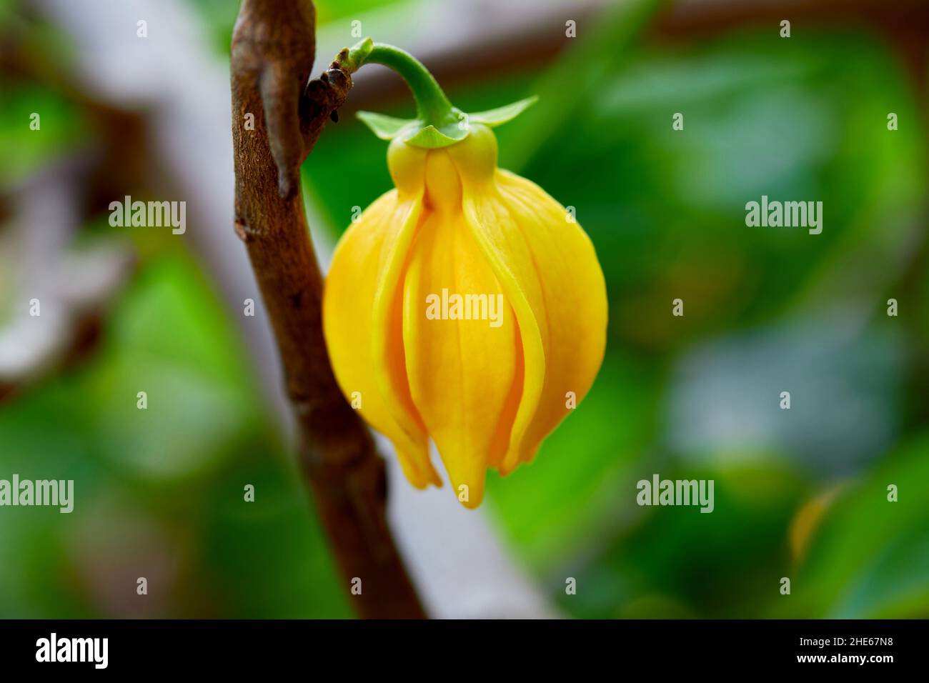 Climbing ylang-ylang flower blooming on tree branch Stock Photo