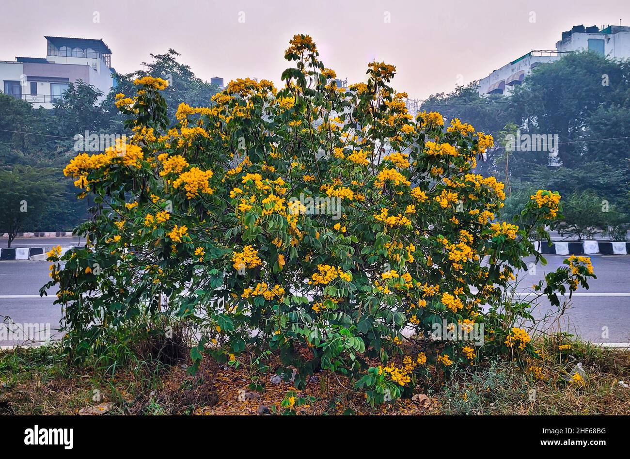 Road side bush bloomed with yellow flowers Stock Photo