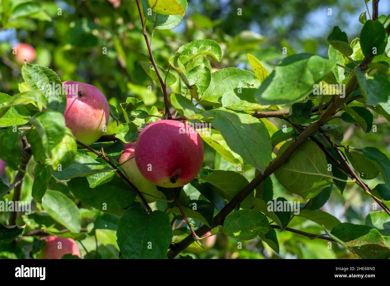 apples on branches in the garden, in summer Stock Photo - Alamy