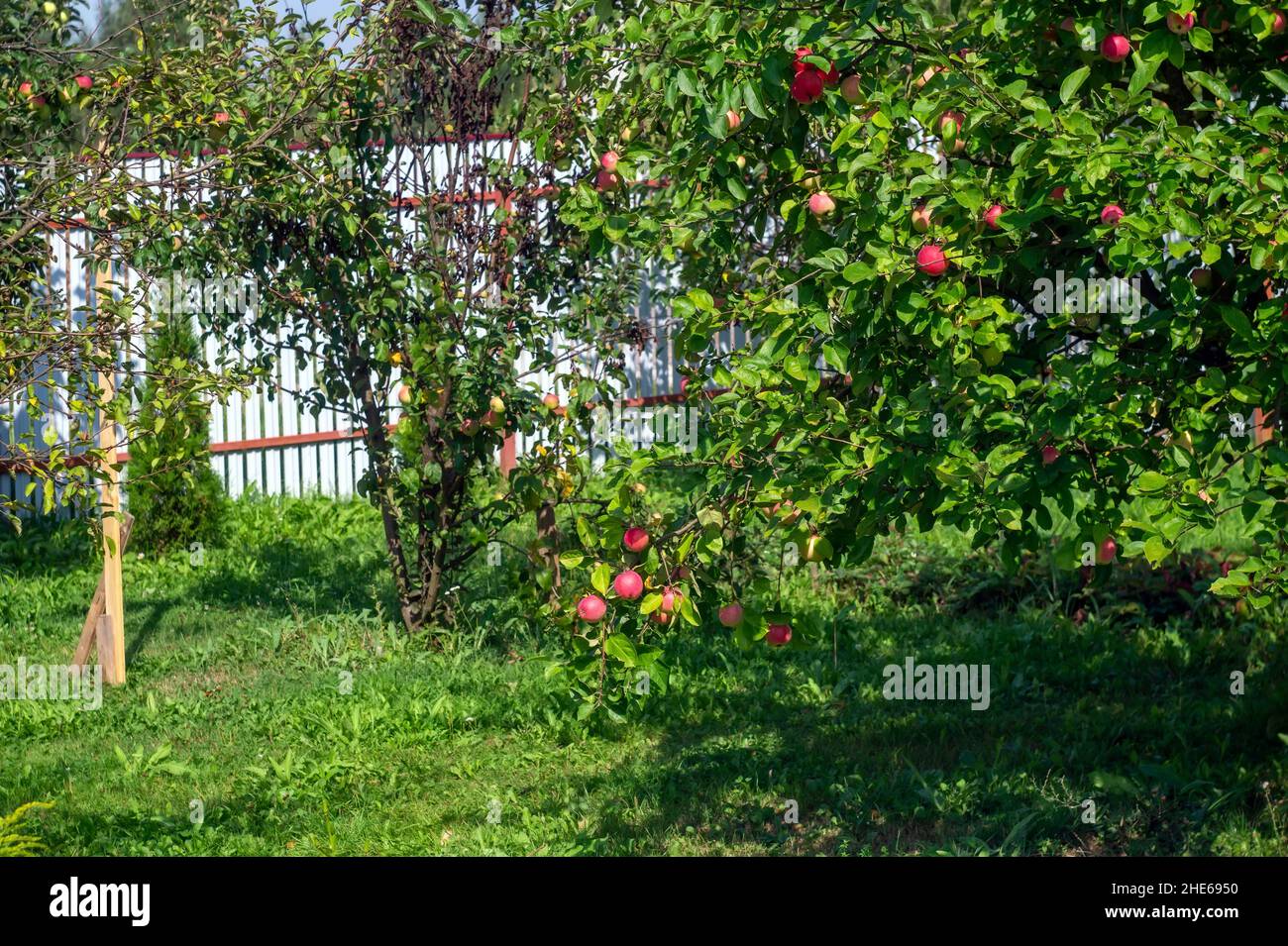 apples on branches in the garden, in summer Stock Photo - Alamy