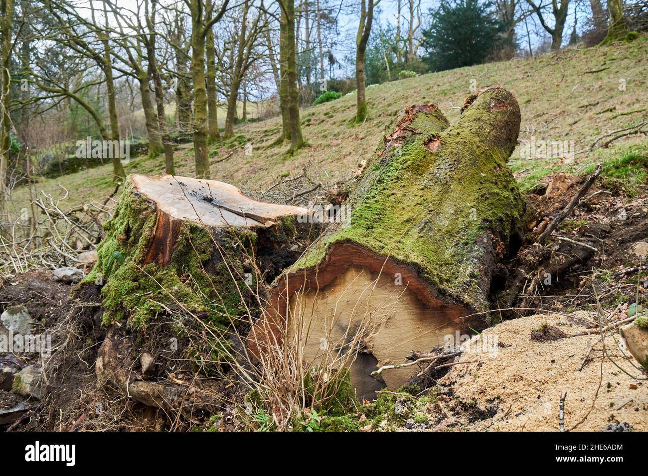 Dead hardwood tree hi-res stock photography and images - Alamy