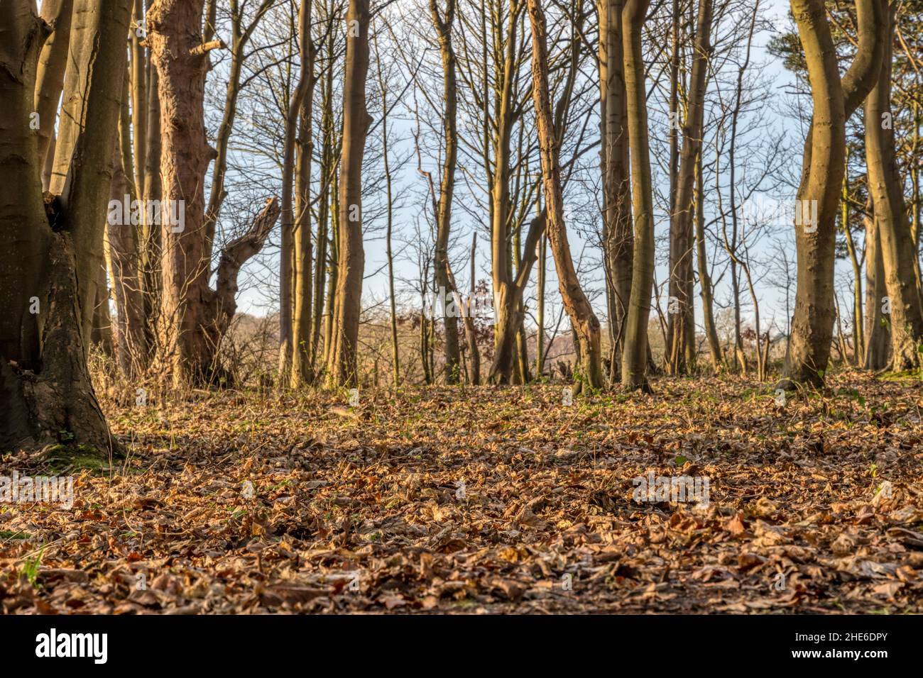 Selective focus image of deciduous woodland floor with focus on leaf litter and out of focus trees. Stock Photo