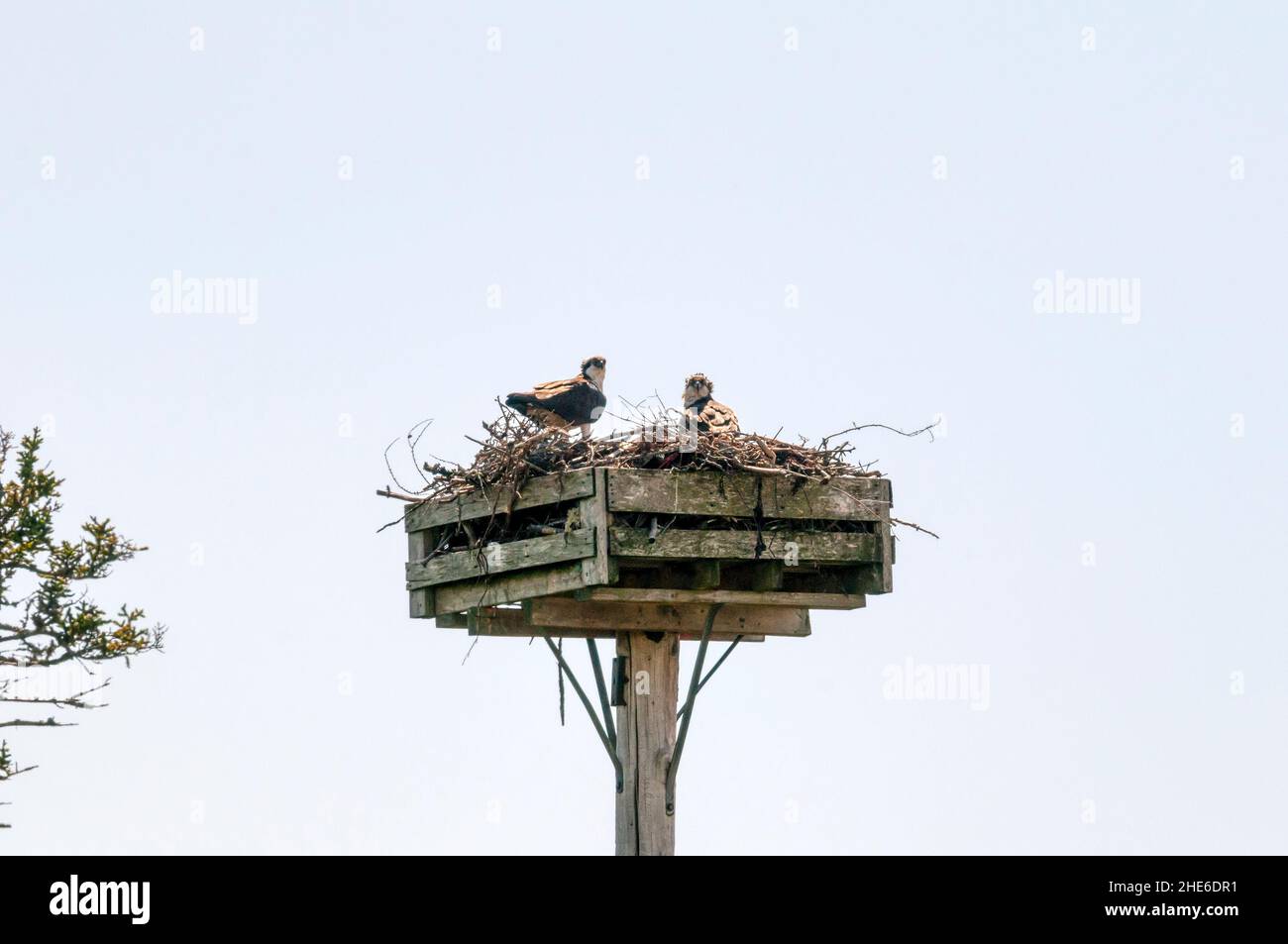 Wild osprey, Pandion haliaetus, with young on artificial nesting platform in western Newfoundland. Stock Photo