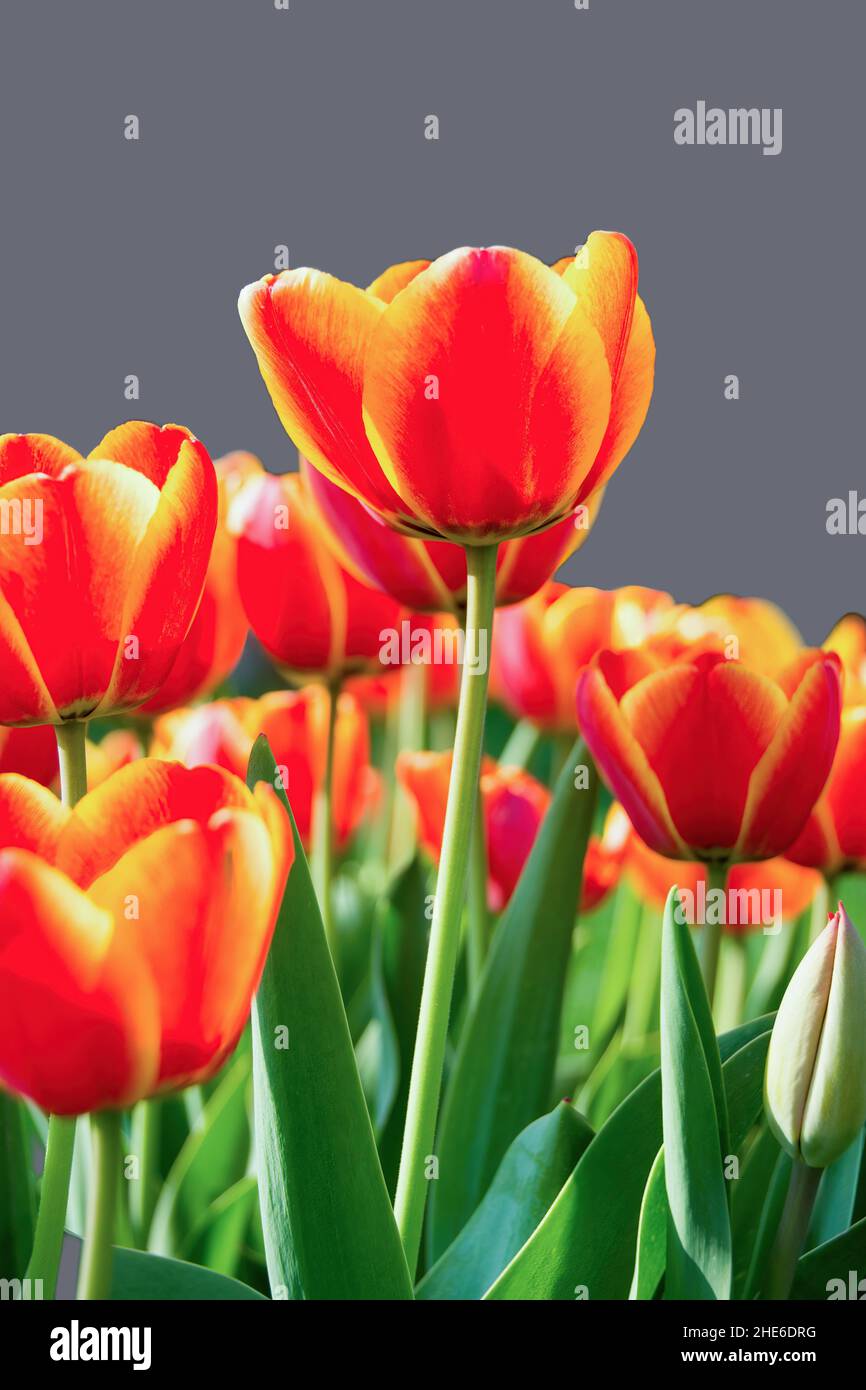 Tulip flower flora natural hi-res stock photography and images - Alamy